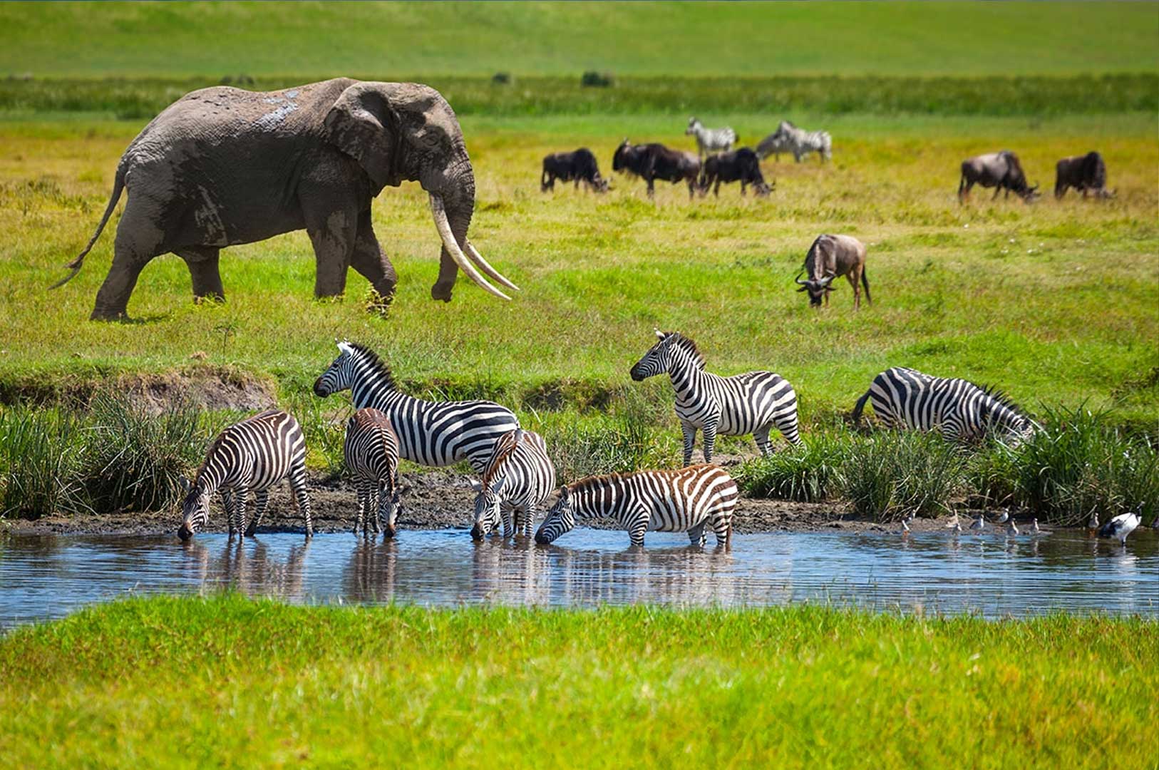 7 Days Tanzania Wildlife Safari